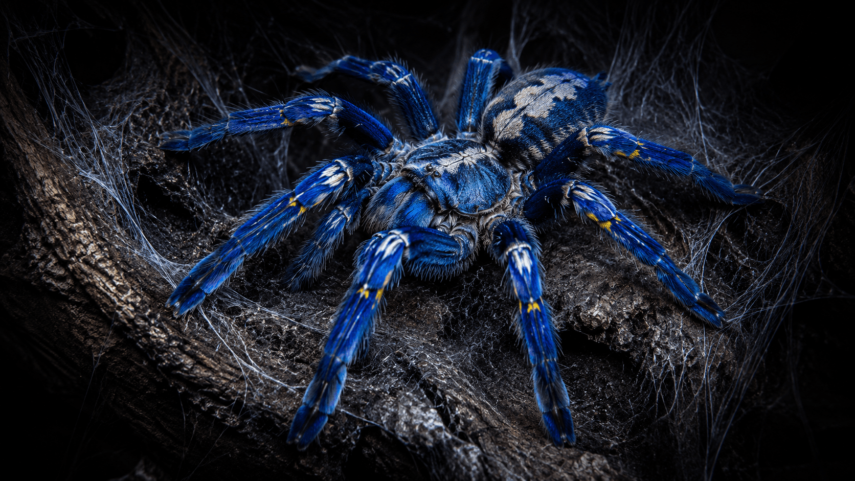 Gooty Sapphire Ornamental (Poecilotheria metallica)