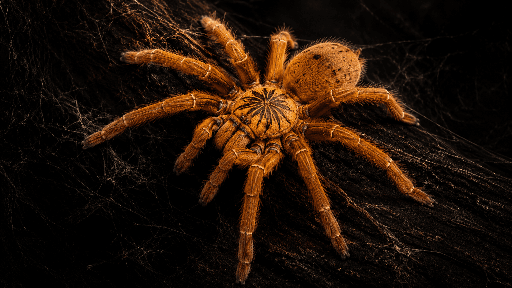 Orange Baboon Tarantula (Pterinochilus murinus)