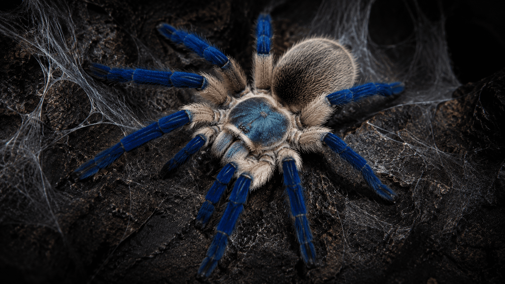 Socotra Island Blue Baboon (Monocentropus balfouri)