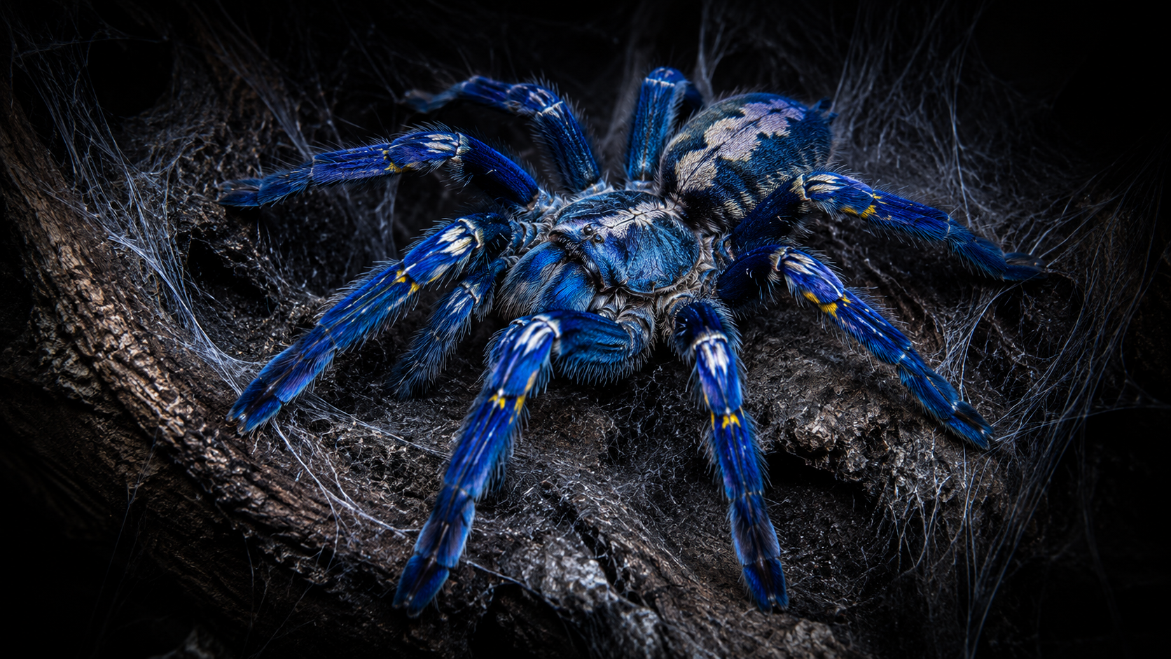 Gooty Sapphire Ornamental (Poecilotheria metallica)